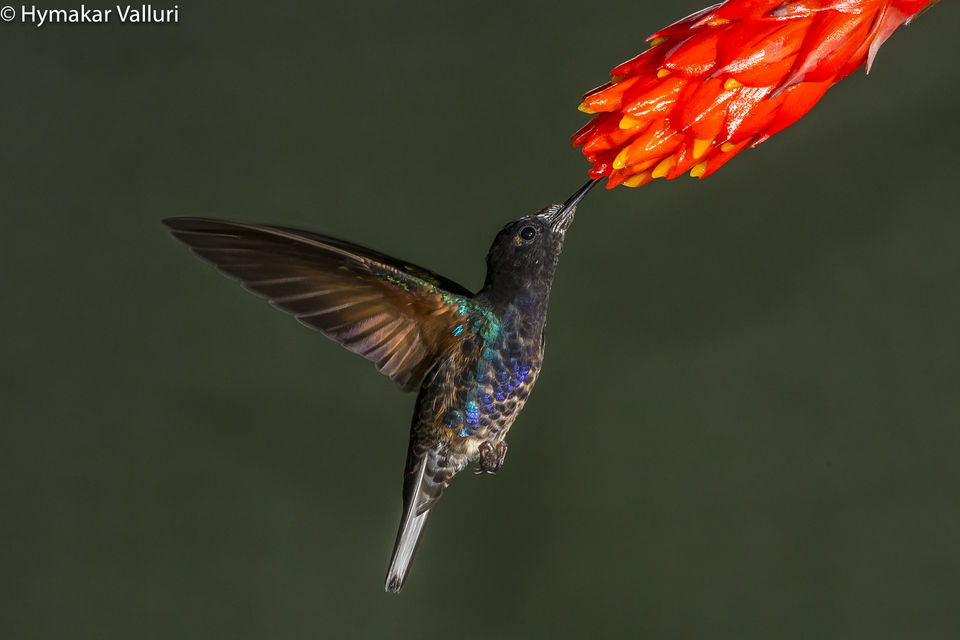 Photo of Sachatamia Lodge, Mindo, Ecuador by Hymakar