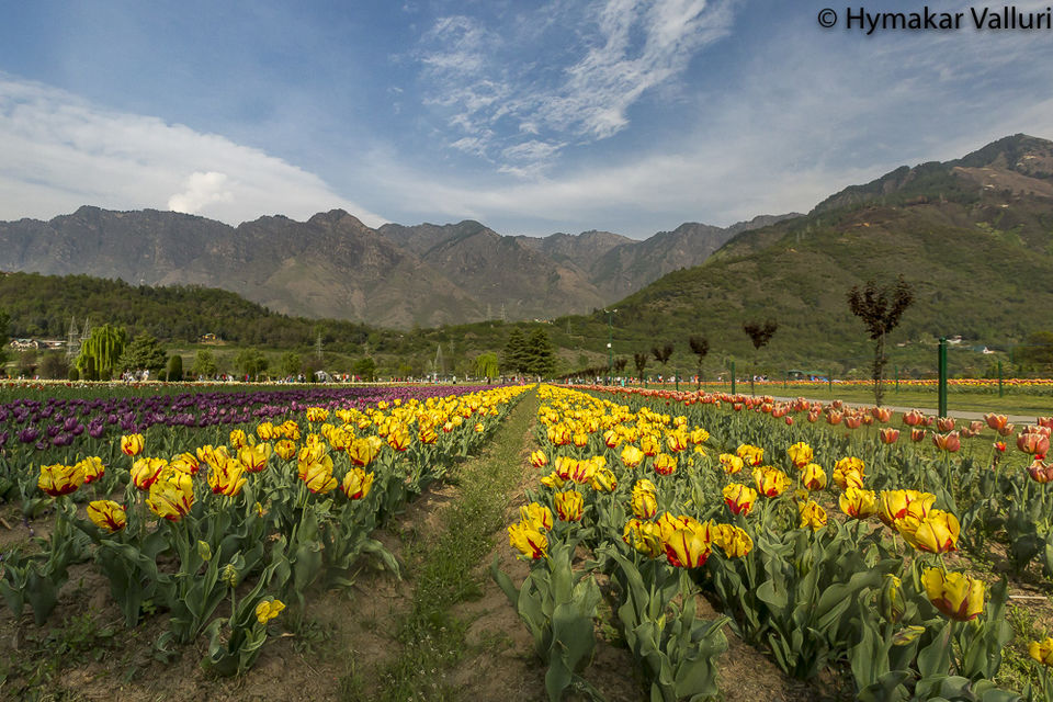 Photo of Vivanta by Taj - Dal View Srinagar, Srinagar by Hymakar