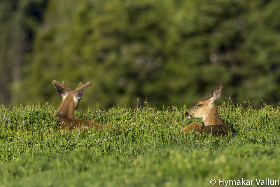 Photo of Olympic National Park at Hurricane Ridge, Port Angeles, WA, United States by Hymakar