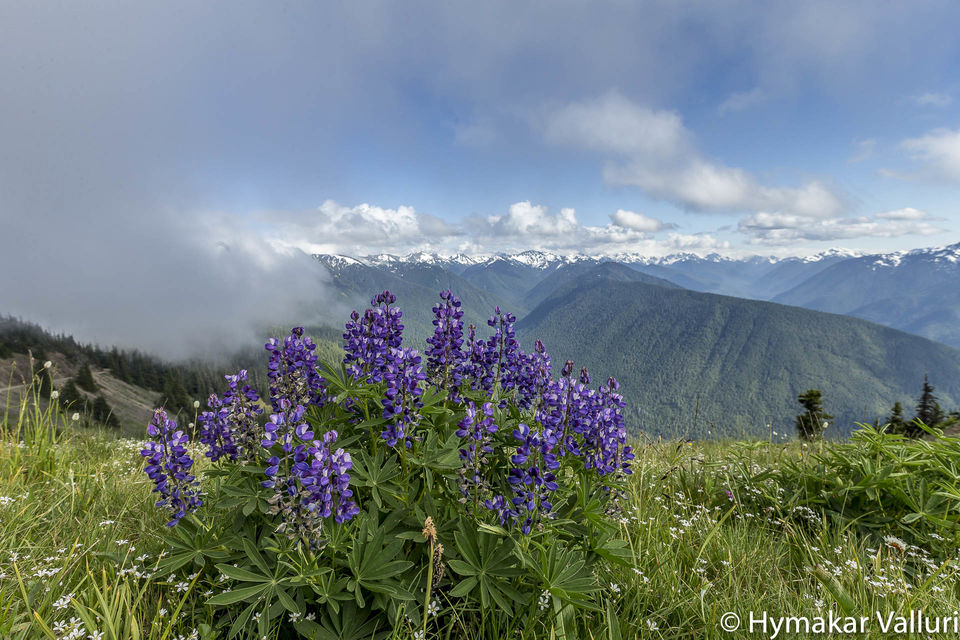 Photo of Olympic National Park at Hurricane Ridge, Port Angeles, WA, United States by Hymakar