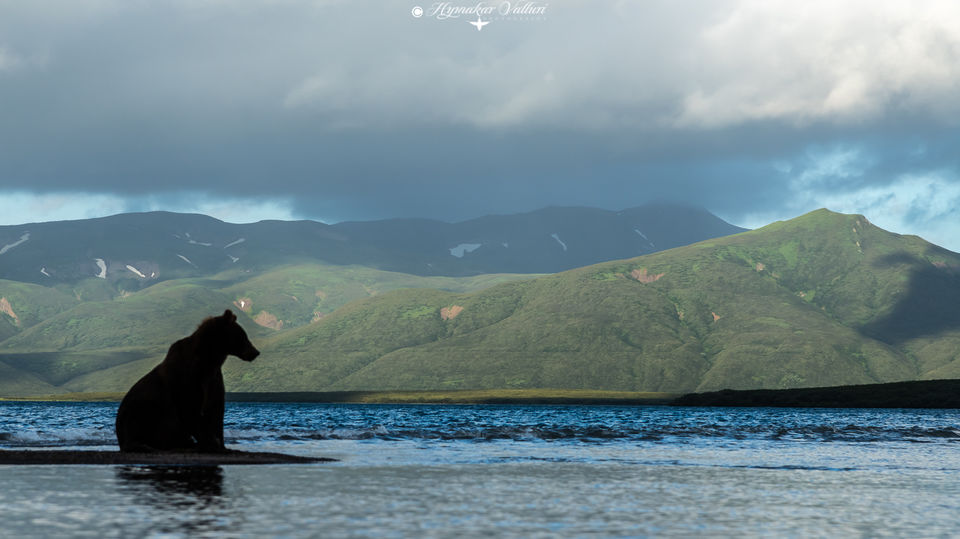 Photo of Bears & Volcanoes, Puffins & Seas 1/1 by Hymakar