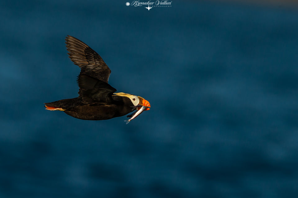 Photo of Bering Sea by Hymakar