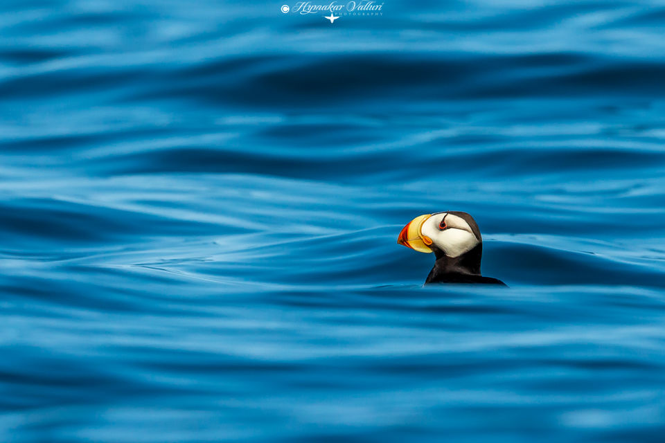 Photo of Bering Sea by Hymakar