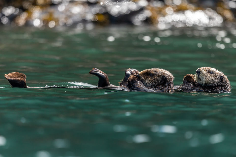Photo of Bering Sea by Hymakar