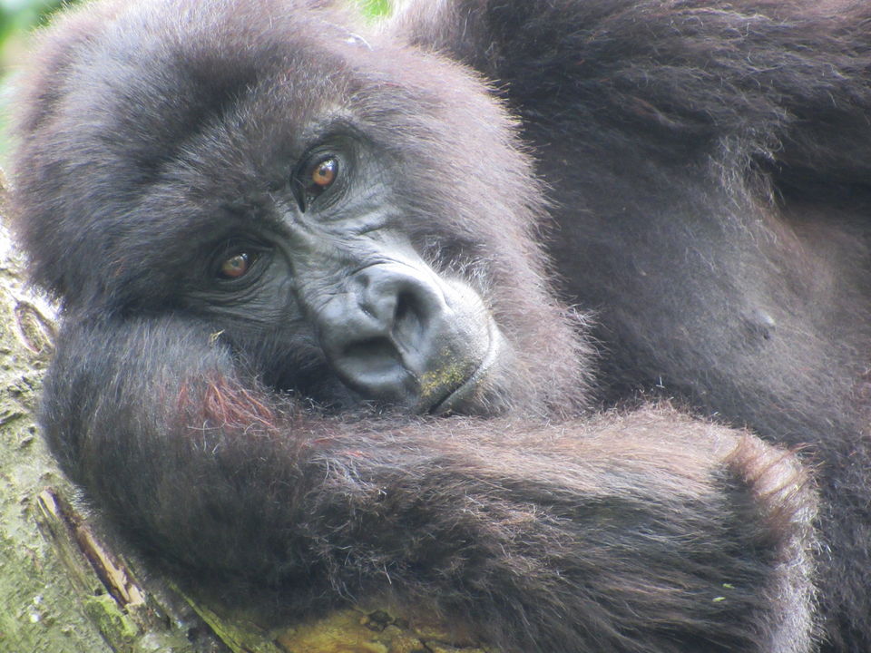 Photo of Learn To Be A Responsible Traveller While Trekking To See Mountain Gorillas 1/1 by Caitlin Graaf
