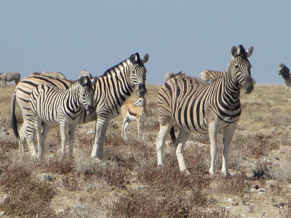 Photo of Etosha National Park, Namibia by Caitlin Graaf