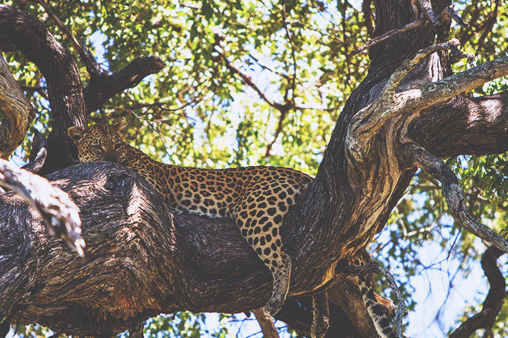 Photo of 5 Outstanding Safari Experiences In Northern Botswana 1/2 by Caitlin Graaf