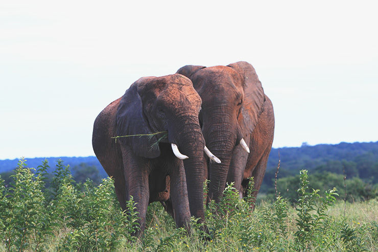Photo of Jao camp (Wilderness-Safaris), Ngamiland East, North-West District, Botswana by Caitlin Graaf