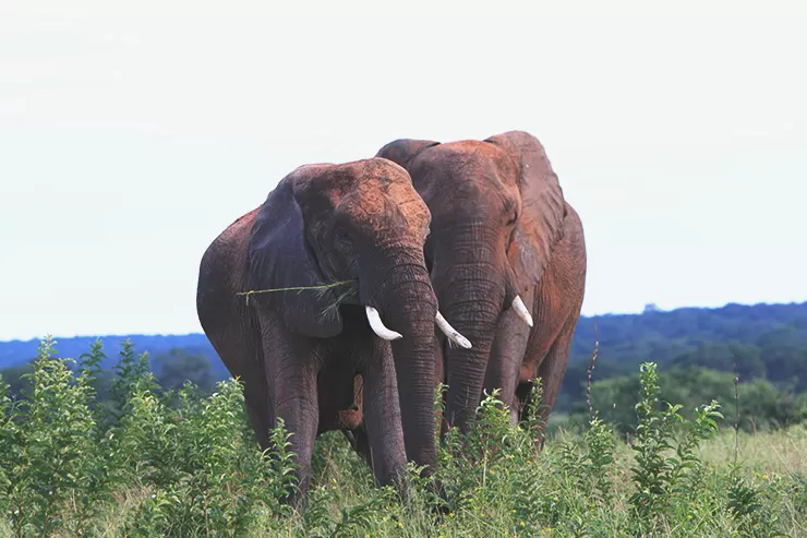 Photo of Jao camp (Wilderness-Safaris), Ngamiland East, North-West District, Botswana by Caitlin Graaf