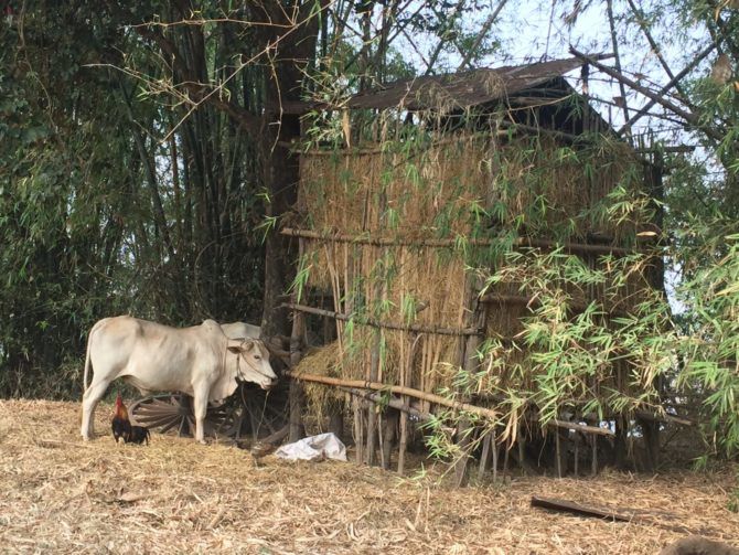 Photo of Kratie | Off the Beaten Track Cambodia | Can Travel Will Travel 8/13 by Tanya.Korteling