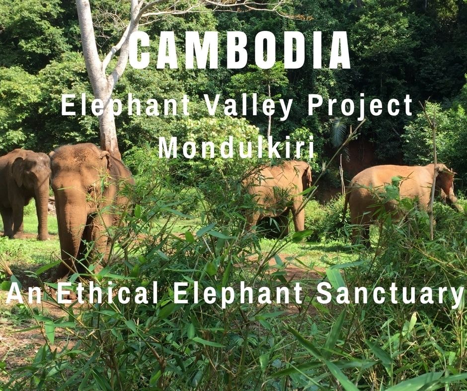 Photo of Elephant Valley Project Mondulkiri - An Ethical Elephant Sanctuary | Cambodia | Can Travel Will Trav 1/10 by Tanya.Korteling