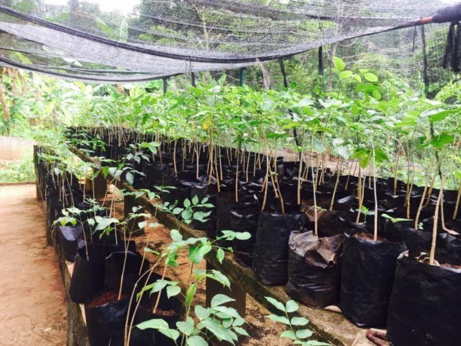 Photo of Elephant Valley Project Mondulkiri - An Ethical Elephant Sanctuary | Cambodia | Can Travel Will Trav 6/10 by Tanya.Korteling