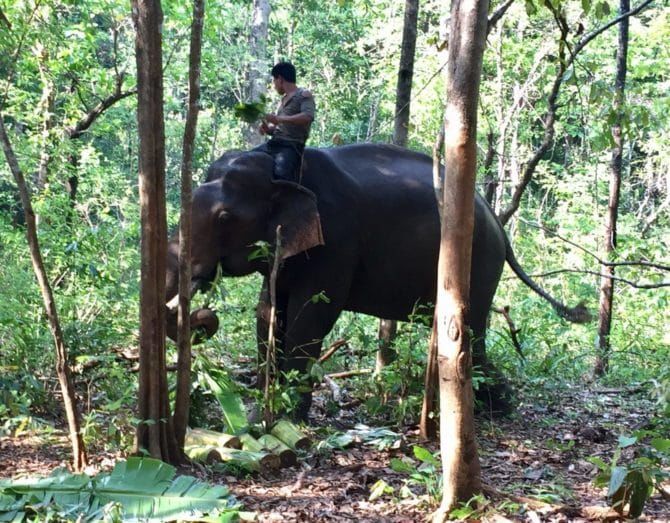 Photo of Elephant Valley Project Mondulkiri - An Ethical Elephant Sanctuary | Cambodia | Can Travel Will Trav 7/10 by Tanya.Korteling
