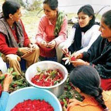Photo of Top 10 Local Cuisine of Tirthan Valley 9/9 by Ankit Sood