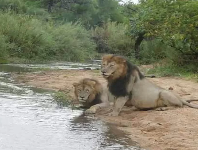 Photo of Gir National Park, Junagadh, Gujarat, India by MyTravelDairy965