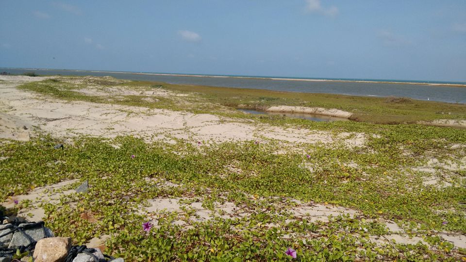 Photo of Kolkata to Dhanushkodi(India's Ghost Town) by Car with our beloved pet Lily by rituparna saha