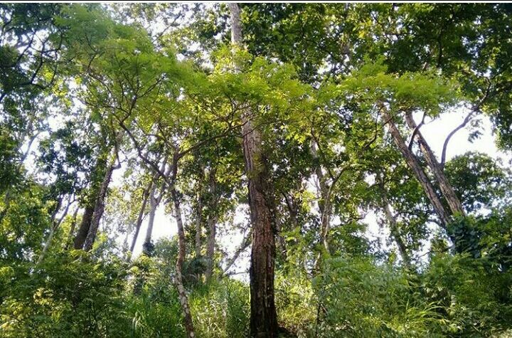 Photo of Mesmerising Nature of Kalimpong and near by Places by rituparna saha
