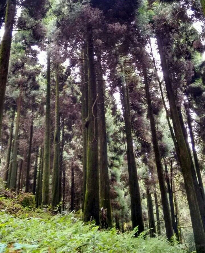 Photo of Mesmerising Nature of Kalimpong and near by Places by rituparna saha