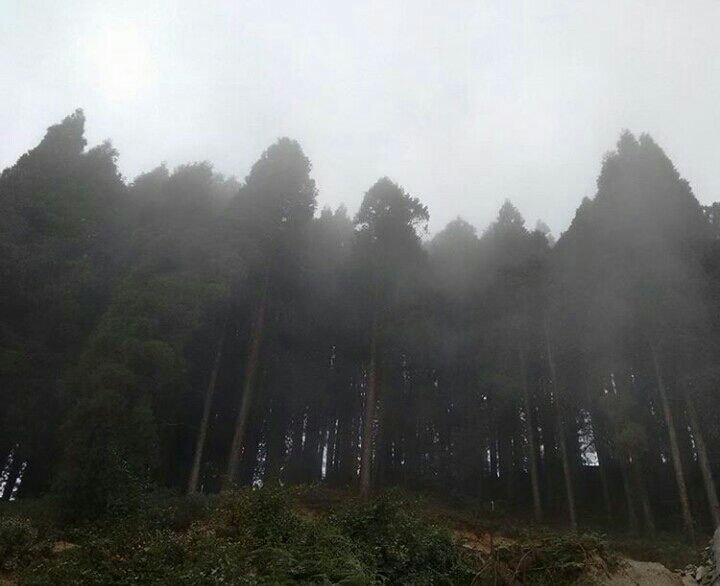 Photo of Mesmerising Nature of Kalimpong and near by Places by rituparna saha