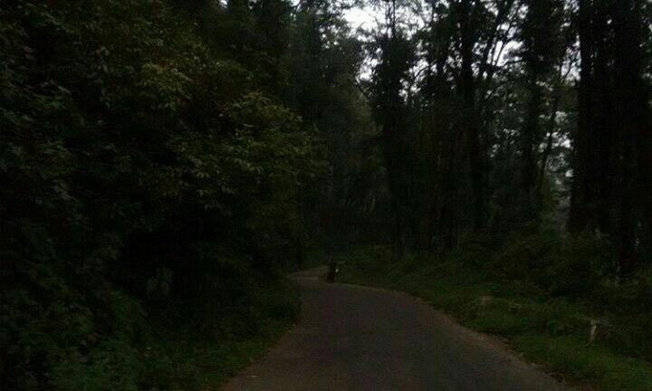 Photo of Mesmerising Nature of Kalimpong and near by Places by rituparna saha
