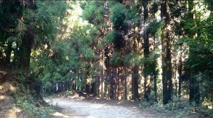 Photo of Mesmerising Nature of Kalimpong and near by Places by rituparna saha