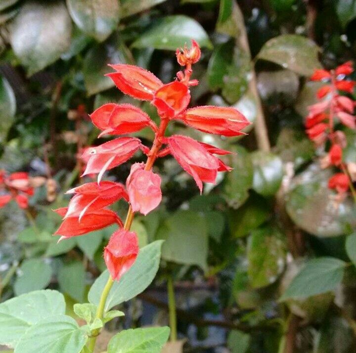 Photo of Mesmerising Nature of Kalimpong and near by Places by rituparna saha