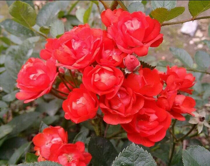 Photo of Mesmerising Nature of Kalimpong and near by Places by rituparna saha