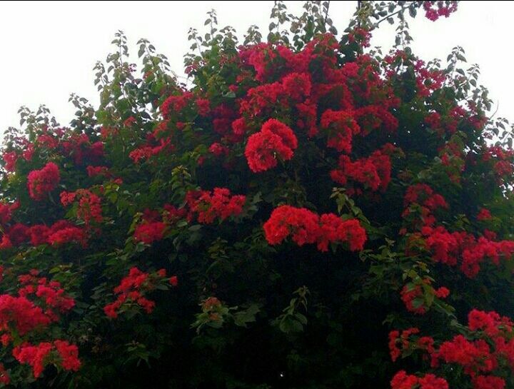 Photo of Mesmerising Nature of Kalimpong and near by Places by rituparna saha