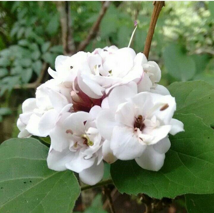 Photo of Mesmerising Nature of Kalimpong and near by Places by rituparna saha