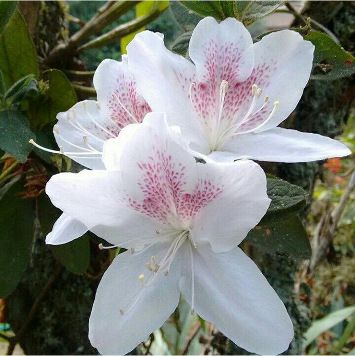 Photo of Mesmerising Nature of Kalimpong and near by Places by rituparna saha