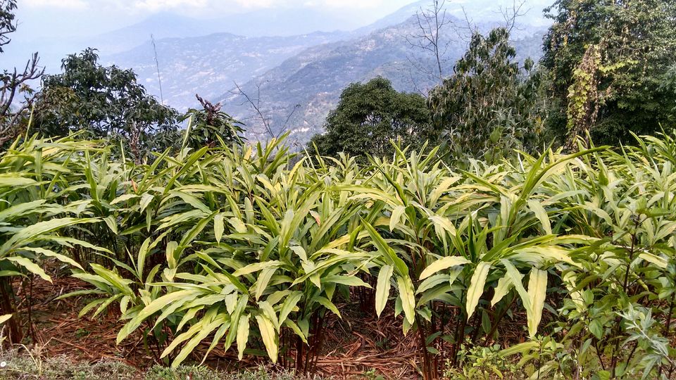 Photo of Mesmerising Nature of Kalimpong and near by Places by rituparna saha