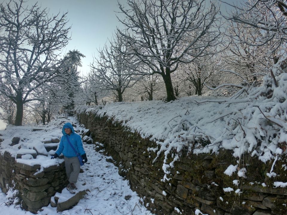 Photo of Snow trek in Sterling Forest, Manali by rituparna saha