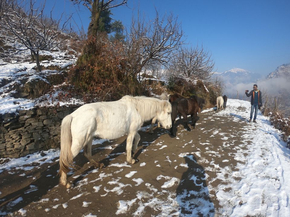 Photo of Snow trek in Sterling Forest, Manali by rituparna saha