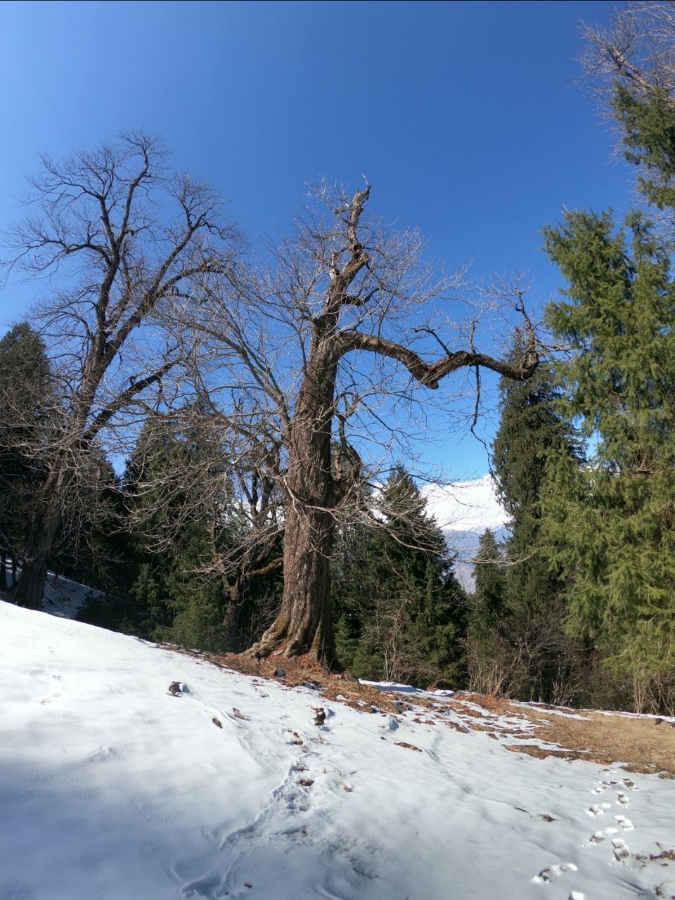 Photo of Snow trek in Sterling Forest, Manali by rituparna saha