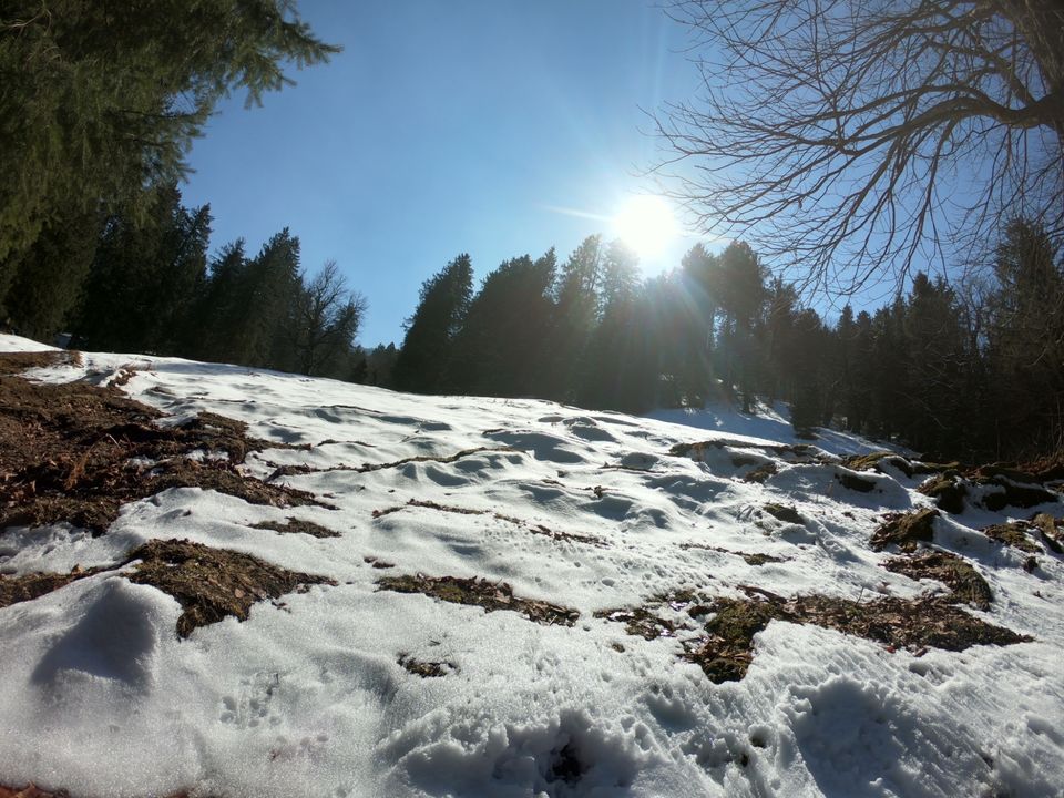 Photo of Snow trek in Sterling Forest, Manali by rituparna saha