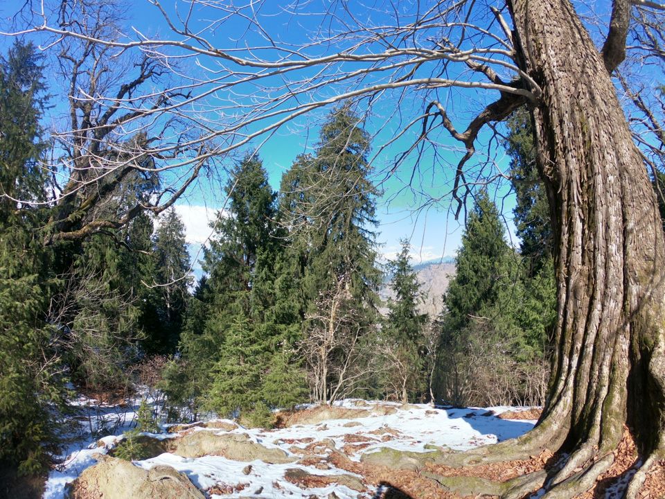 Photo of Snow trek in Sterling Forest, Manali by rituparna saha