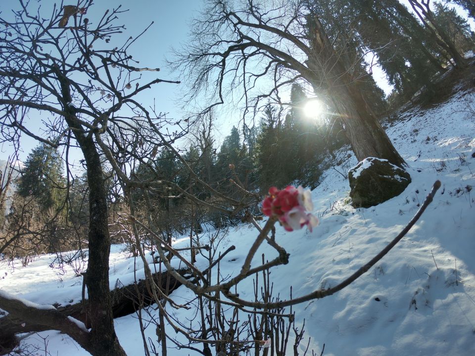 Photo of Snow trek in Sterling Forest, Manali by rituparna saha