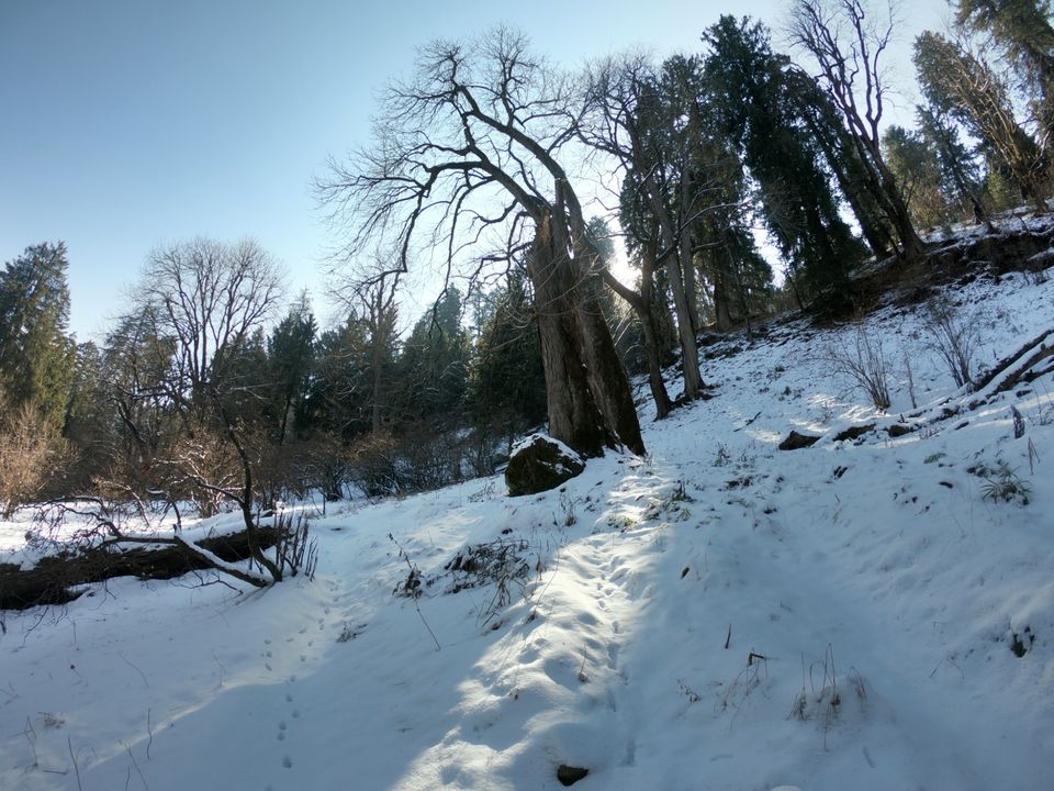 Photo of Snow trek in Sterling Forest, Manali by rituparna saha