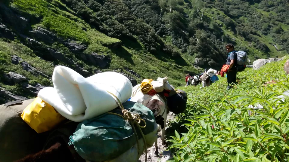 Photo of Hamptapass trek by rituparna saha