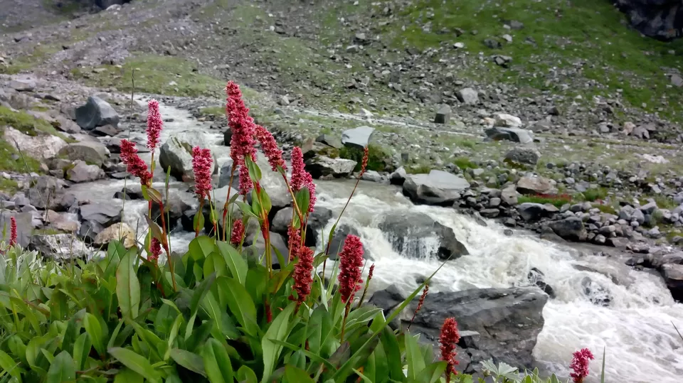 Photo of Hamptapass trek by rituparna saha