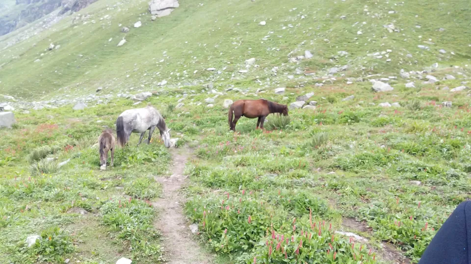 Photo of Hamptapass trek by rituparna saha