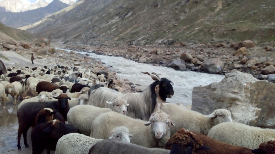 Photo of Hamptapass trek by rituparna saha
