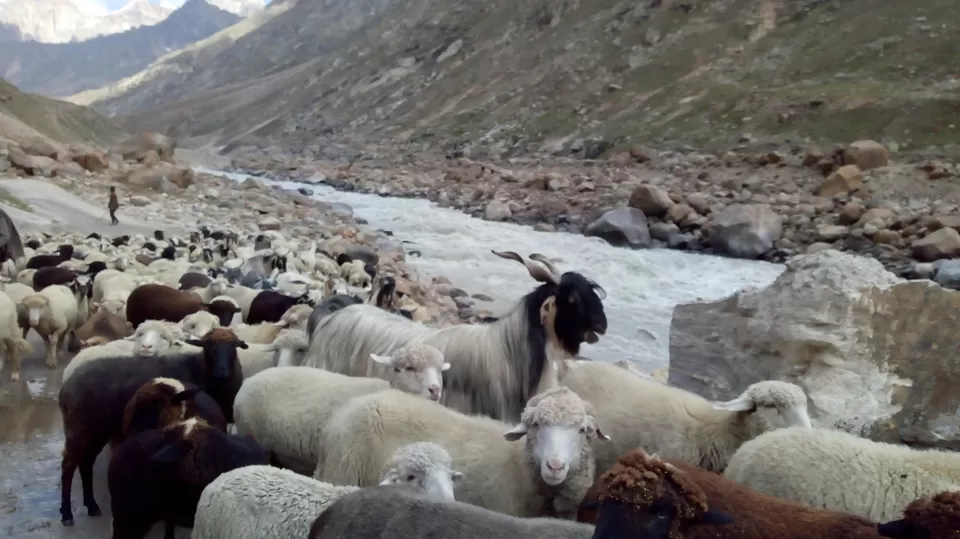 Photo of Hamptapass trek by rituparna saha