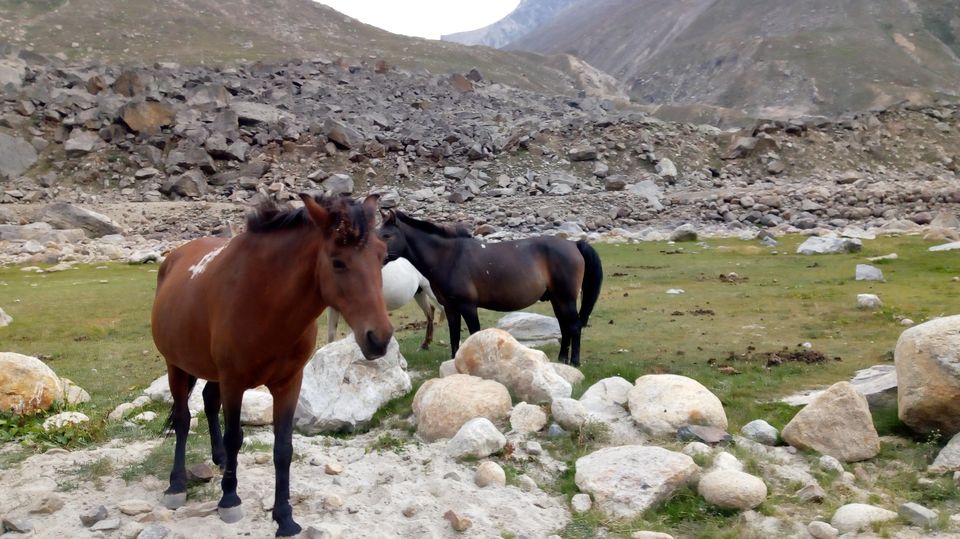 Photo of Hamptapass trek by rituparna saha