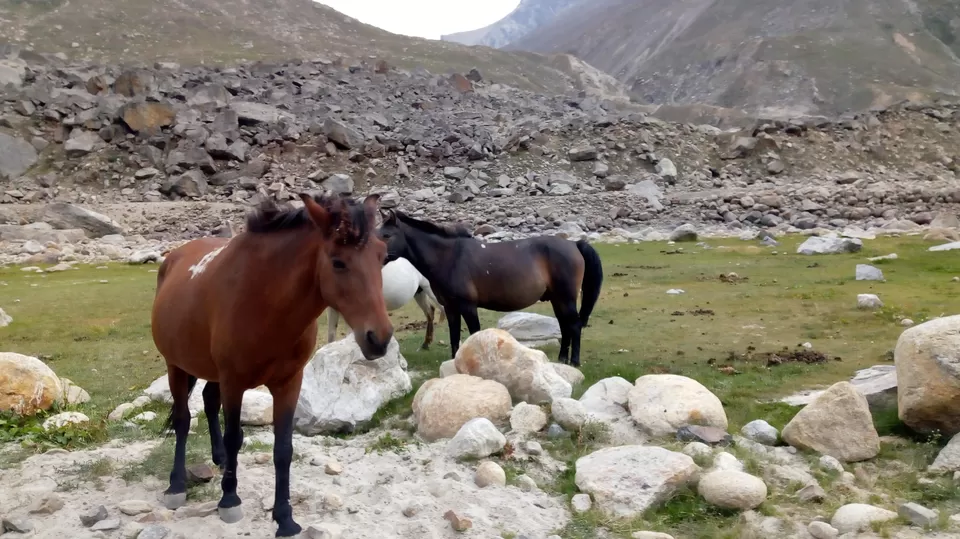Photo of Hamptapass trek by rituparna saha