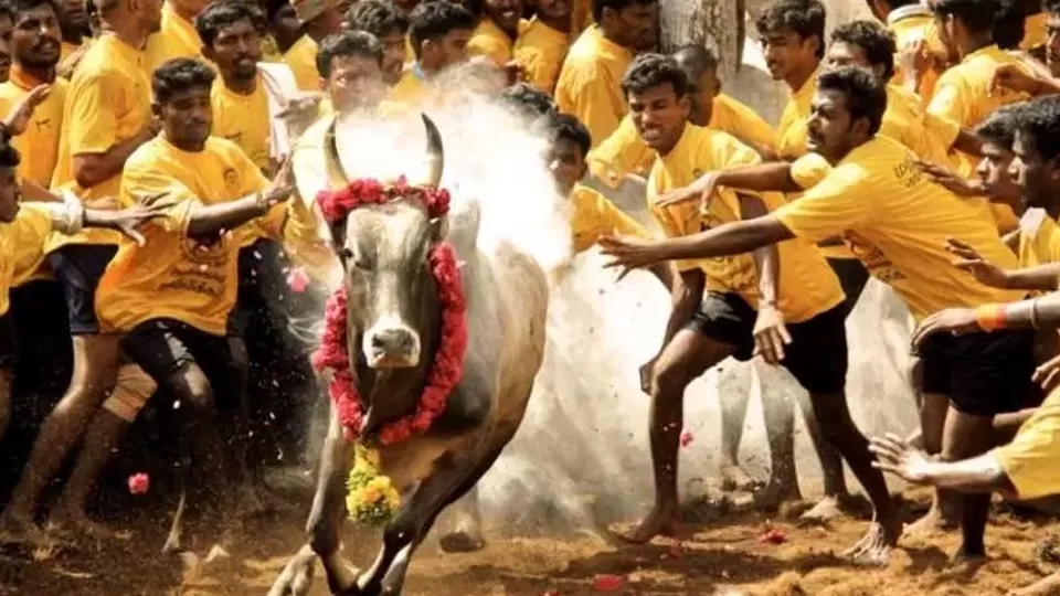 Photo of Jallikattu Street, Kokudi, Tamil Nadu, India by Poorvi S