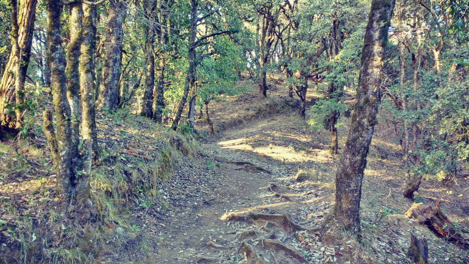 Photo of Nag Tibba - An Easy Weekend Trek by BornomadiC