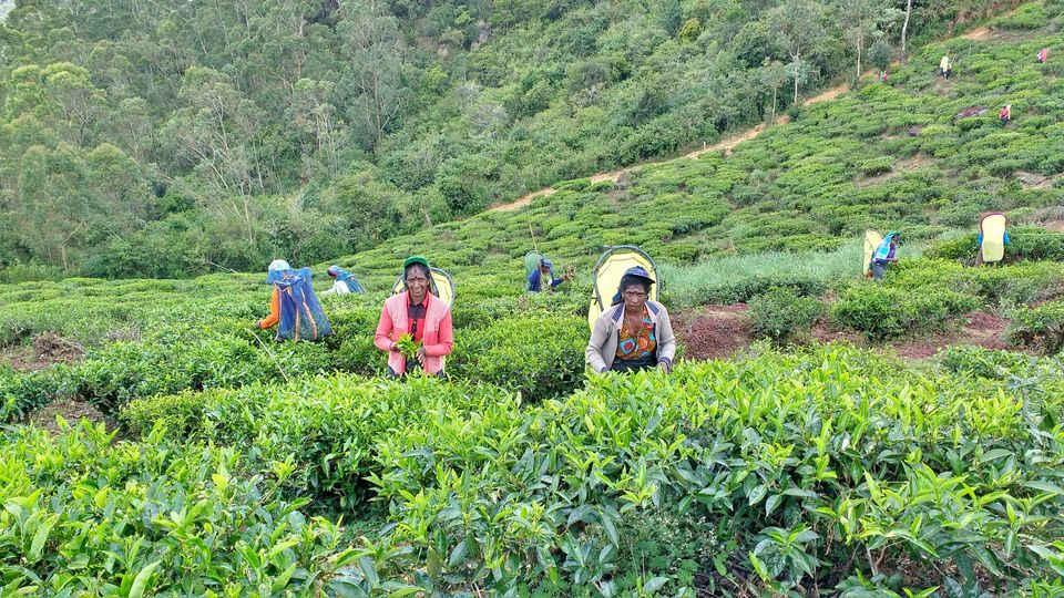 Photo of Single Tree Hill, Nuwara Eliya, Central Province, Sri Lanka by BornomadiC