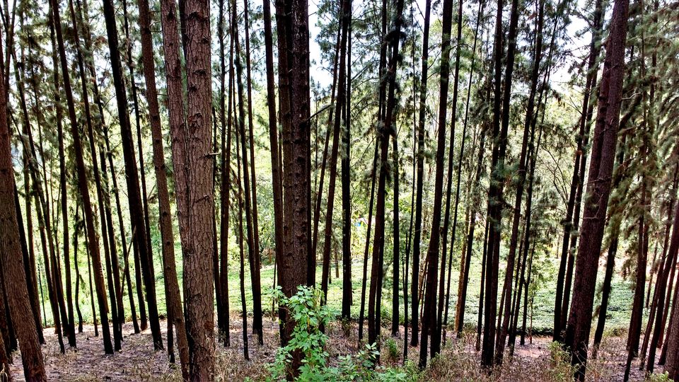 Photo of Day 5 (Nuwara Eliya) by BornomadiC