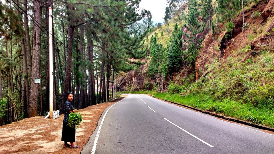 Photo of Day 5 (Nuwara Eliya) by BornomadiC